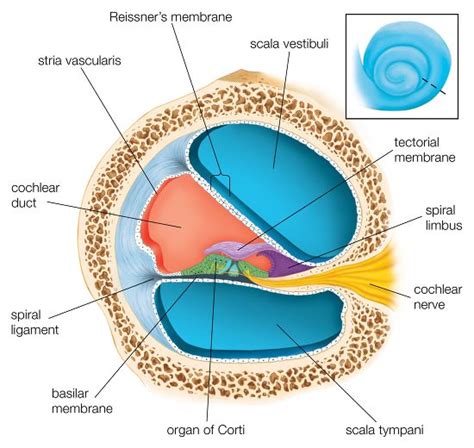 Cross Section Through One Turns Cochlea Editorial Stock Photo - Stock ...