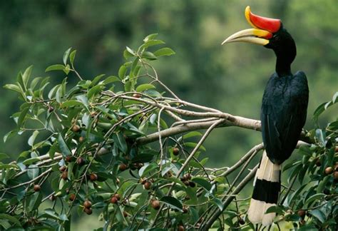 犀鸟之乡 Land of the Hornbills – 砂拉越是一个广阔的原始热带雨林，坐拥国家公园、凛然的石灰岩溶洞、和世界上最大的洞穴。