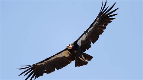 Endangered California condors seen in Sequoia National Park after nearly 50 years