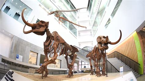 University of Michigan natural history museum reopening to public