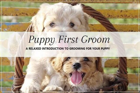 Puppy's First Groom | Pooch Dog Spa News