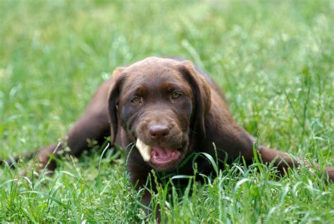 ファイル:Choclolate Labrador Retriever puppy 12 weeks.jpg - Wikipedia