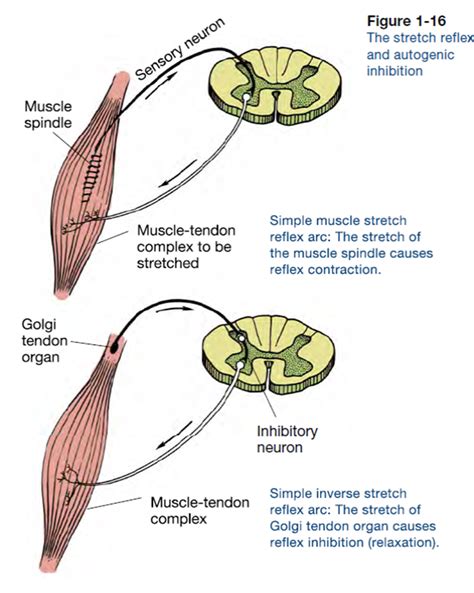 golgi tendon and muscle spindle - Google Search in 2020 | Muscle, Ace study, Human anatomy and ...