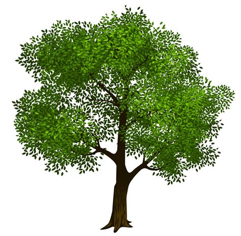 Family tree clipart free clipart images - Cliparting.com | Tree clipart, Family tree clipart ...