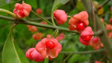 Euonymus atropurpureus seed | BELL Garden Company,Wholesale Plant seeds,Alive roots,Medicinal ...