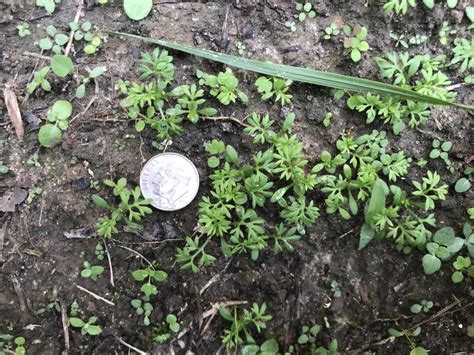 Controlling Lawn Burweed: The Spring Lawn “Sticker” | Gardening in the Panhandle