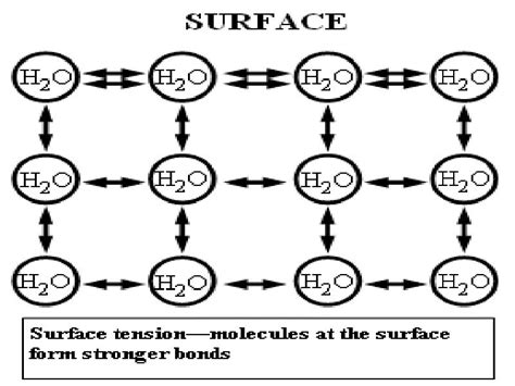 10 Surface Tension Examples in Daily Life – StudiousGuy