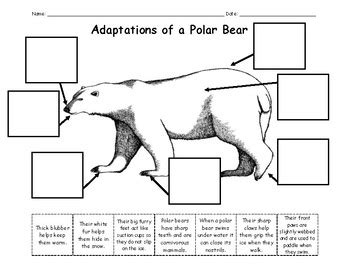 Polar Bear Adaptations by Kristina Marshall | Teachers Pay Teachers