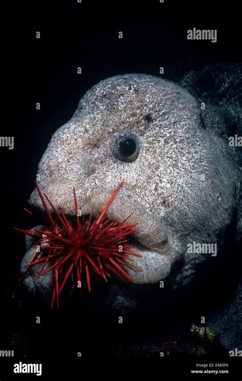 Wolf eel eating sea urchin - dopiheart