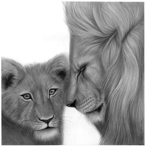 Lion And Lioness Drawings