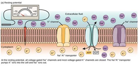 Resting potential Definition and Examples - Biology Online Dictionary