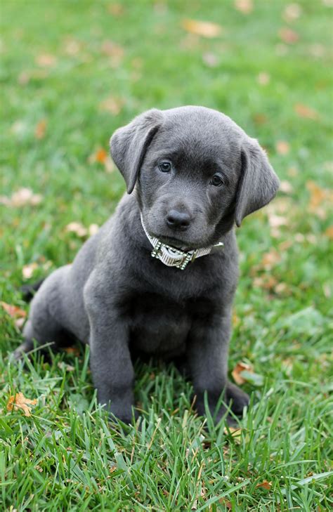 Our Beautiful silver Lab on the day she came home! #labradorgrey ...