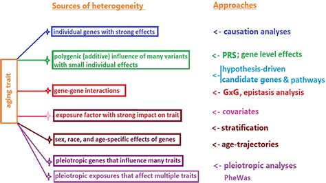 Frontiers | Interactions Between Genes From Aging Pathways May Influence Human Lifespan and ...