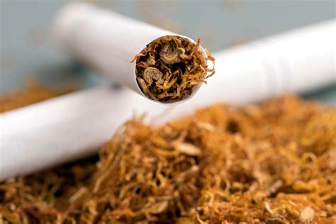 Scientists engineer low-nicotine tobacco to help combat nicotine ...