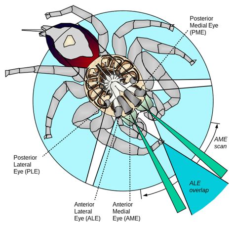 Spidey senses: How many eyes do spiders have?