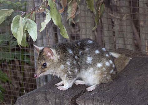 Eastern Quoll Profile: Traits, Facts, Range, Skull, Teeth, Track - Mammal Age