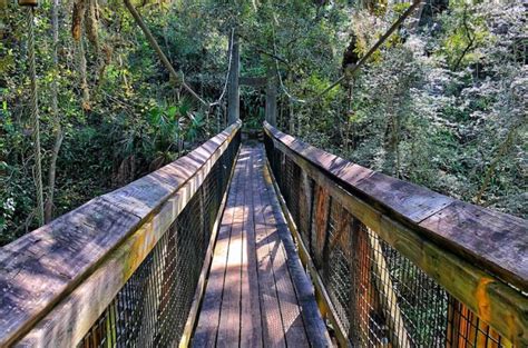 Explore Ravine Gardens State Park in Palatka