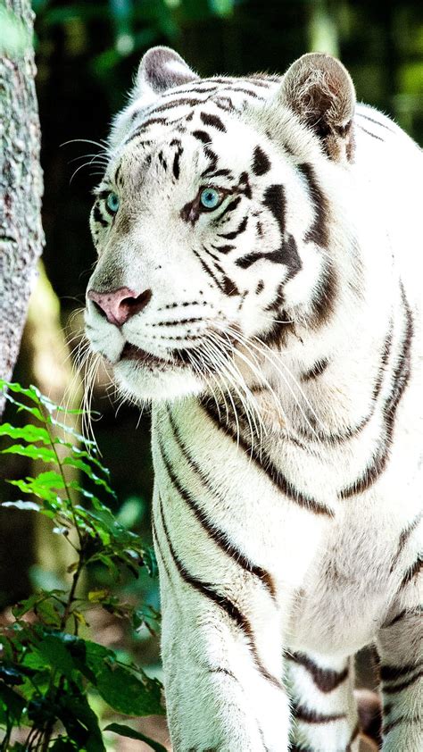 Tiger, white tiger, HD phone wallpaper | Peakpx