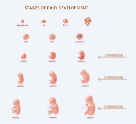 SOLUTION: Stages of baby development in trimester - Studypool