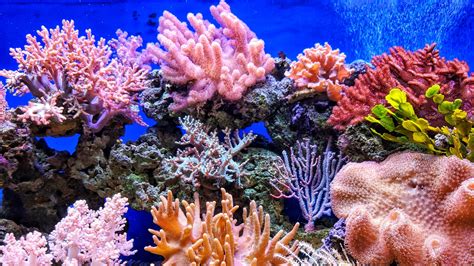 Coral reef to survive climate change mapped by scientists - AquaWorld