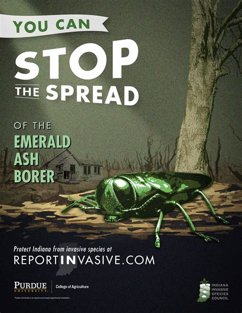 Emerald Ash Borer | Purdue University Report Invasive Species