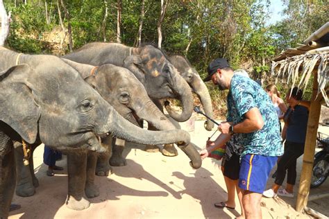 Enjoy Feeding food for elephant 30 mins - Feed our elephants