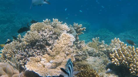 Eco-Tourism offers hope for coral reef conservation efforts — The Daily ...