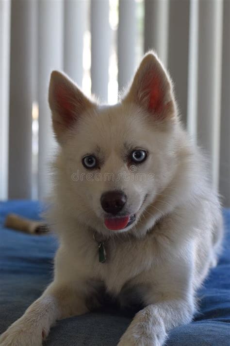 Pomsky hybrid dog portrait stock photo. Image of nose - 213388180