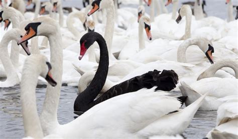 Supply chain risk management: the dangerous allure of Black Swan events - Omera Khan