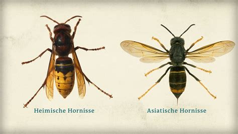 Invasive Asiatische Hornisse breitet sich bei Trier aus - SWR Aktuell