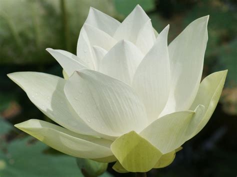 Lotus Flower Wallpapers - Wallpaper Cave