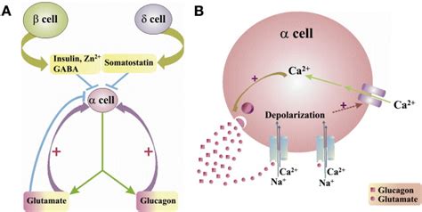 Pancreatic Islet α Cell Commands Itself: Secrete More Glucagon!: Cell Metabolism