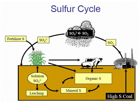 Easy Sulfur Cycle Diagram