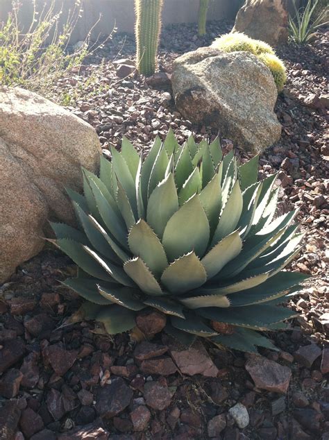 The Sonoran Desert! | Plants, Succulents, Perennials