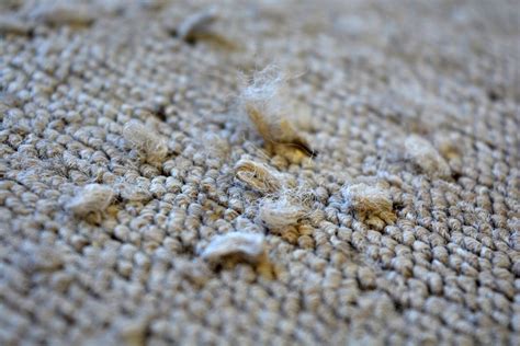 10 Warning Signs You Need to Rip Up Your Carpet (And Call A Carpet Flooring Installer for Help ...