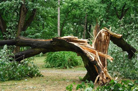 What You Should Know About Falling Trees | ArborCare