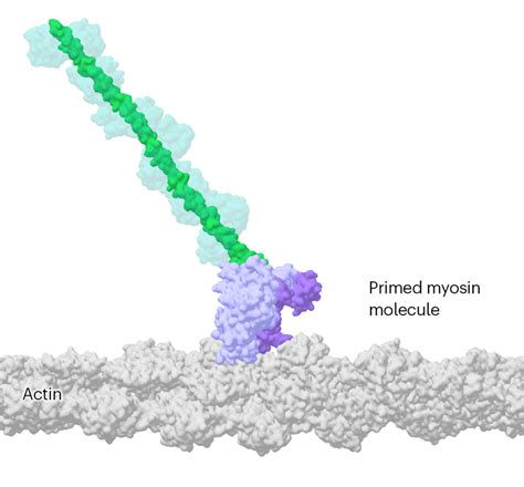 These ‘movies’ of proteins in action are revealing the hidden biology of cells