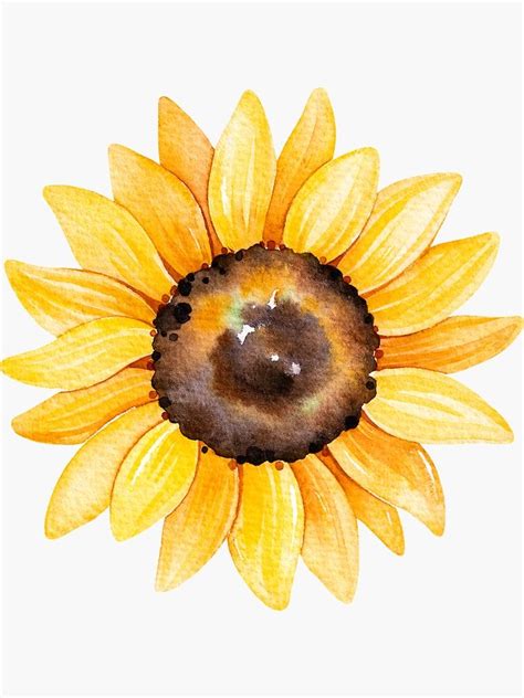 Watercolor sunflowers, hand painted yellow flower Sticker by ...