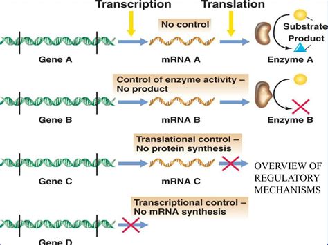 PPT - REGULATION OF GENE EXPRESSION PROKARYOTES PowerPoint Presentation - ID:6419291