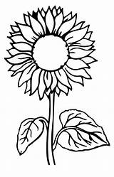 Coloring Sunflower Pages sketch template
