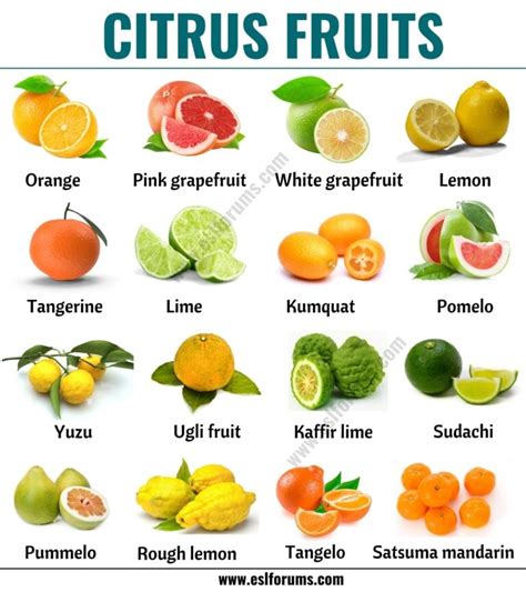 Citrus Fruits: List of 15+ Citrus Fruits with ESL Picture and Example Sentences - ESL Forums