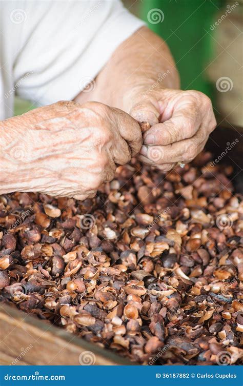 Hands Preparing Cocoa Beans for Processing To Chocolate Stock Photo ...