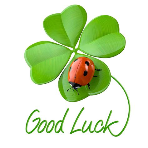 Are ladybugs Good Luck? - Learn About Nature