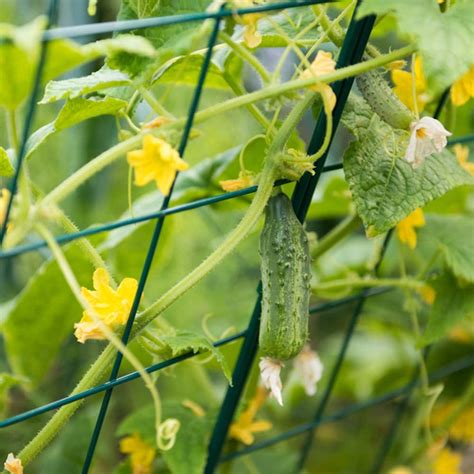 Mr. Garden Cucumber Trellis Kit 6Ft Plant Trellis Green - Walmart.com - Walmart.com