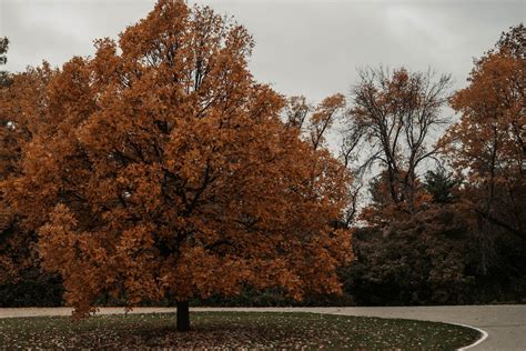 Autumn Trees in Park · Free Stock Photo