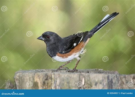 Rufous Sided Towhee stock image. Image of nature, biological - 9394957