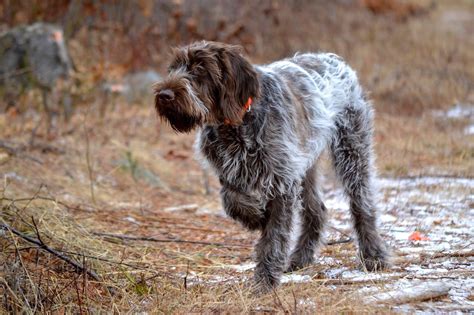 5 month Maize, wire haired pointing griffon on point | German shorthaired pointer dog, German ...