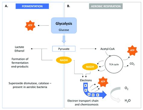 Bacterial metabolism by fermentation (A) and aerobic aspiration (B).... | Download Scientific ...