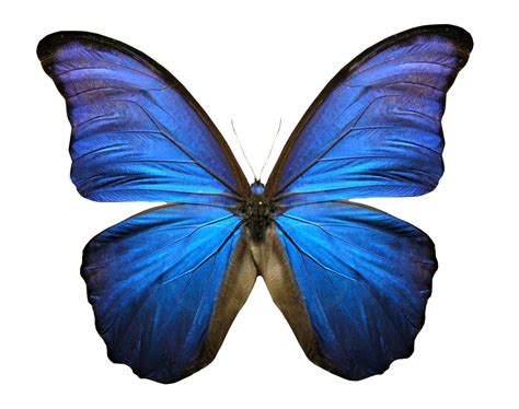 Blue Butterfly Free Photo Download | FreeImages