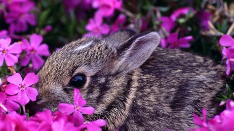 Spring Animals | Wallpaper rabbit, purple flowers, animals, large 1920x1080 / animals | Animal ...